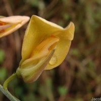 Crotalaria juncea L.